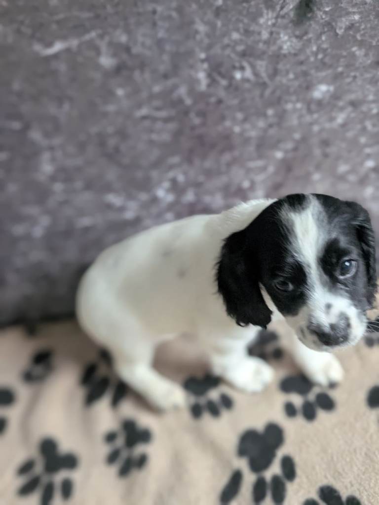 Cocker-poochon puppies 