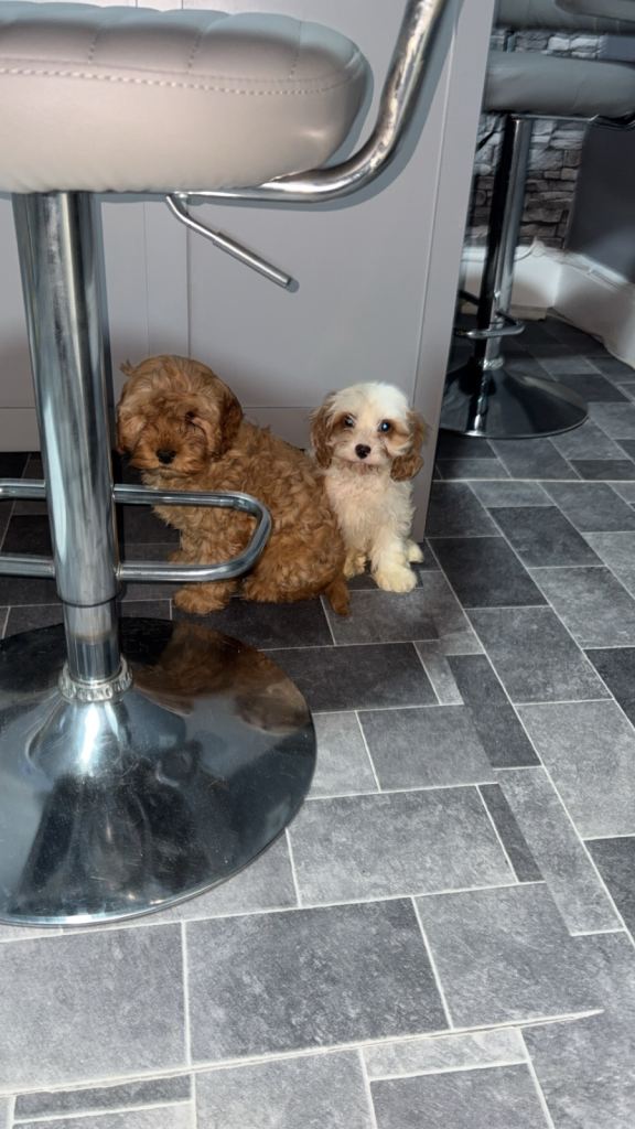 Cavapoo pups 9 weeks old