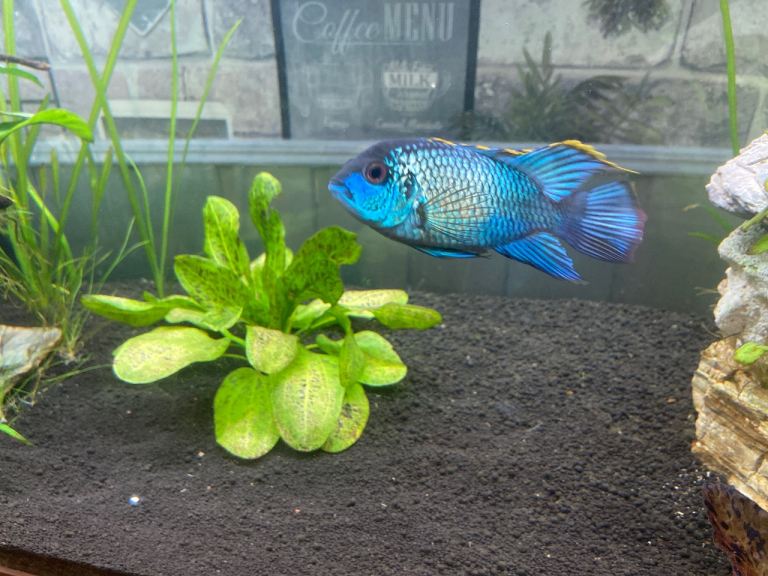 Electric Blue arca to collect 