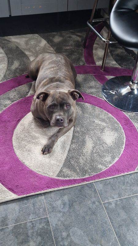 Staffordshire bull terrier