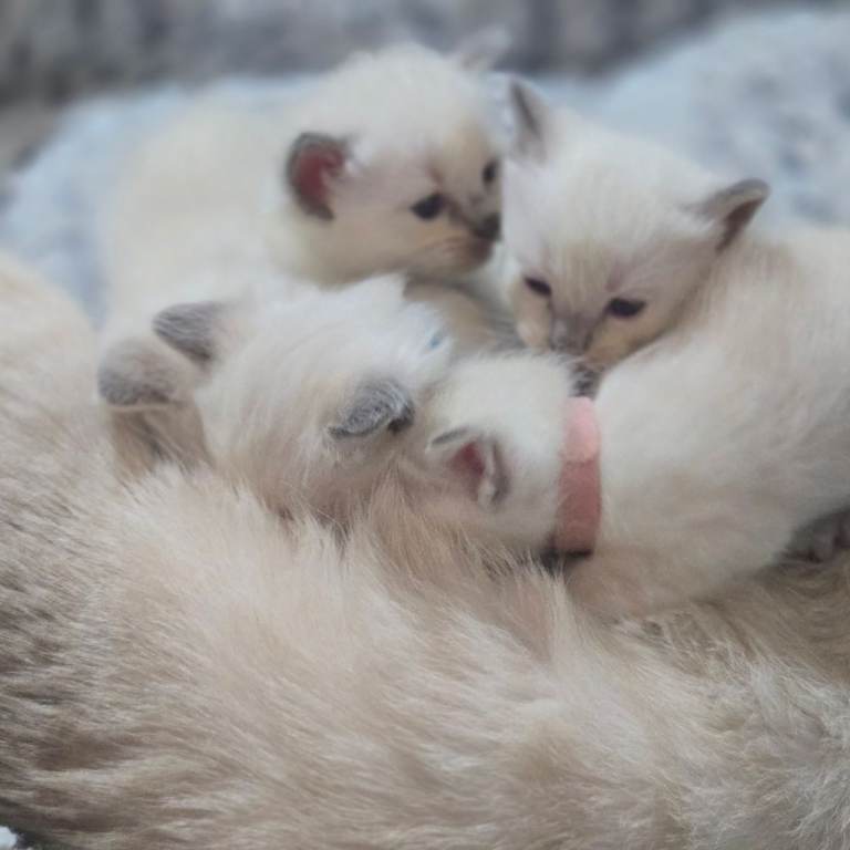 Purebred Ragdoll 