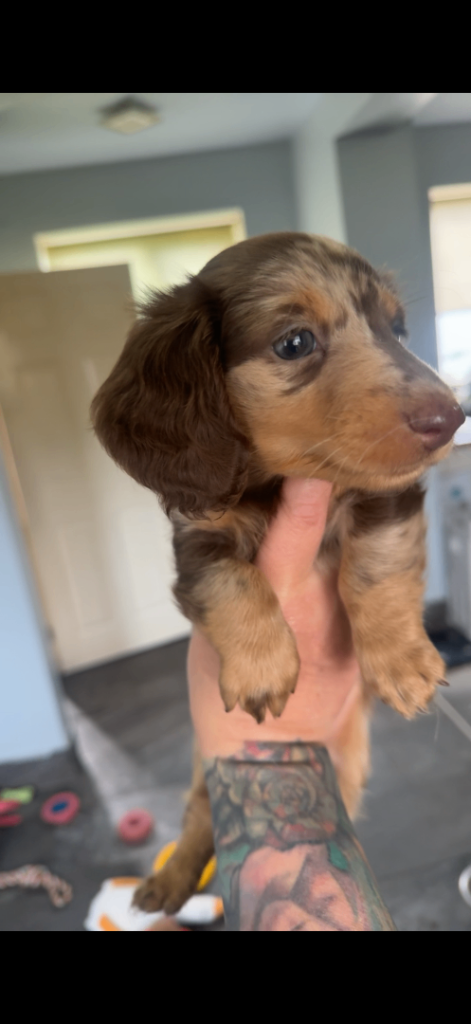 Mixed litter long hair miniature dachshund 