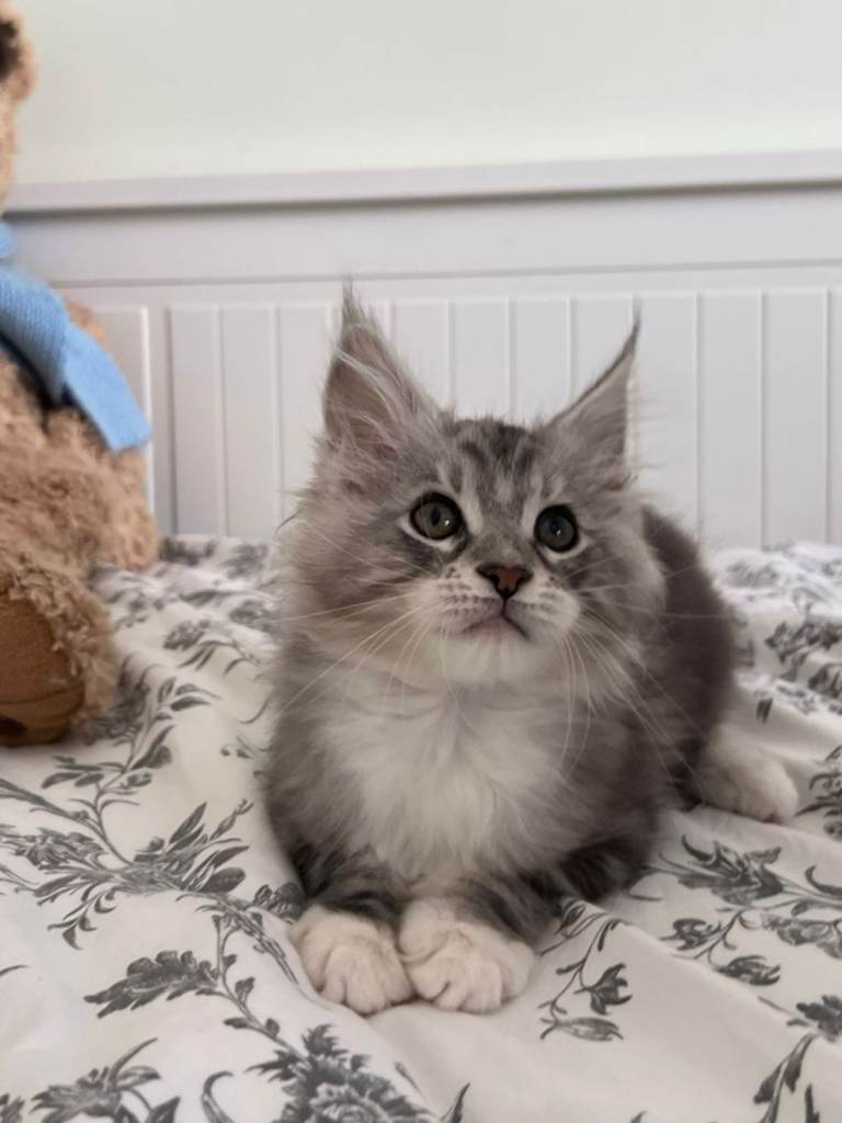 💥💥💥Beautiful Maine Coon kittens 💥💥💥