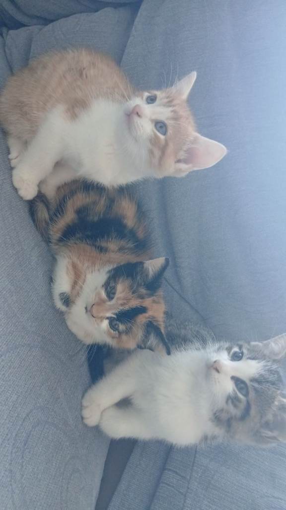 2 mixed litter 