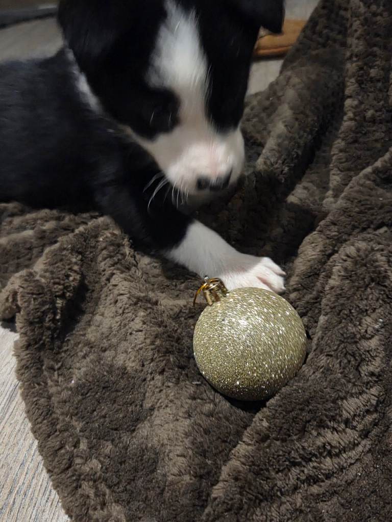 ⭐️Top Class Collie Pups for Sale ⭐️