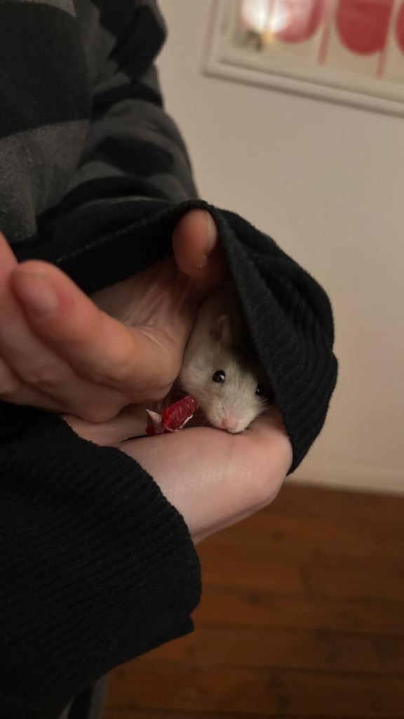 Sweet Russian Dwarf Hamster