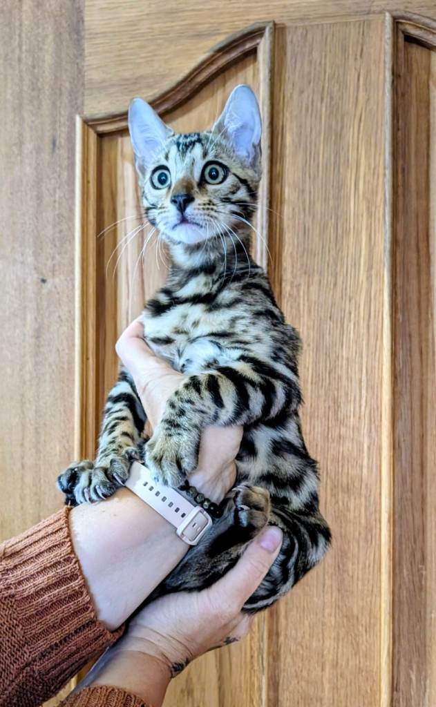 Bengal kittens 