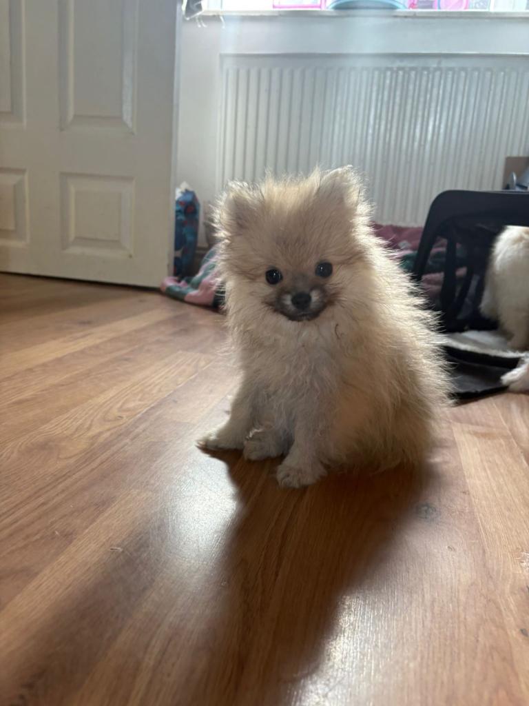 Pomeranian puppies