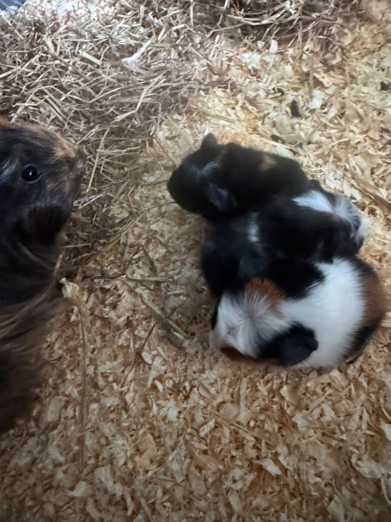 Baby guniea pigs 