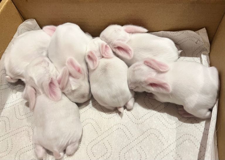 Baby Rabbits for sale