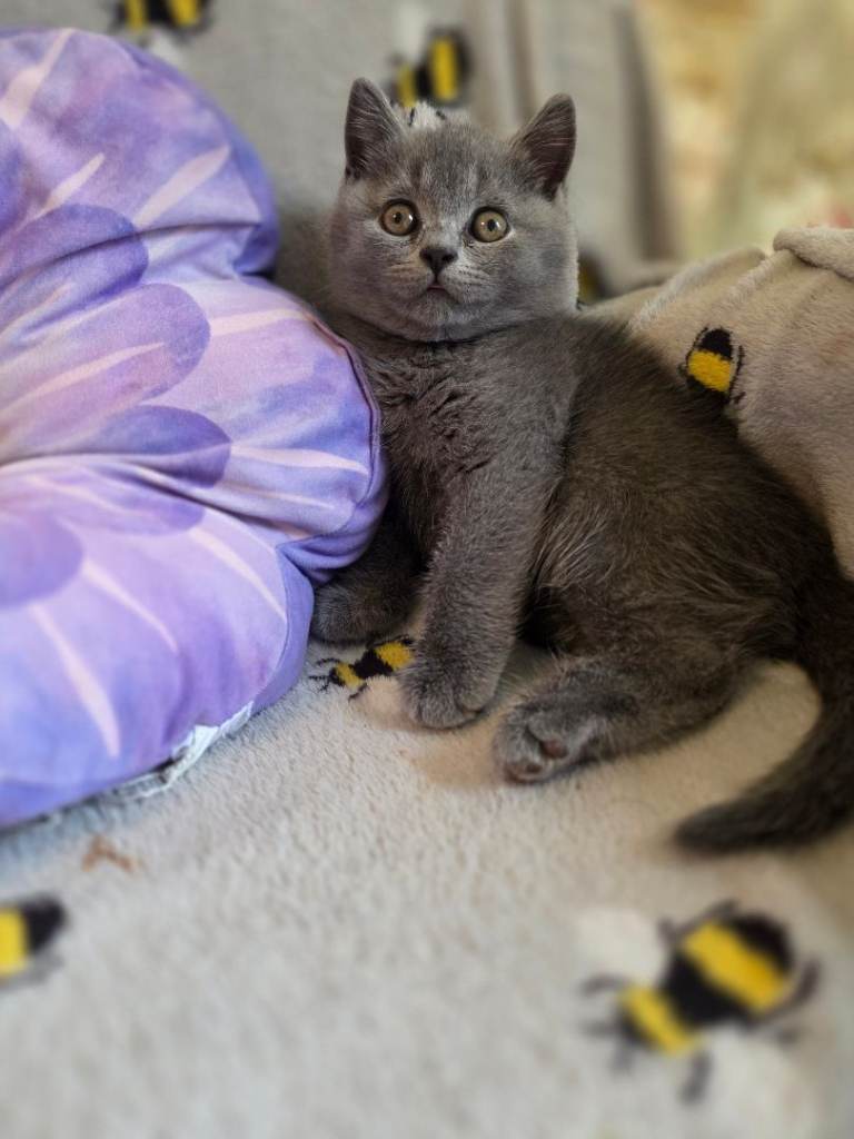 British shorthair kittens (1 male grey left)