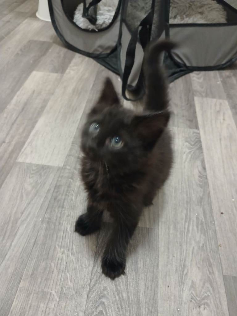Beautiful kitten now ready for forever home 