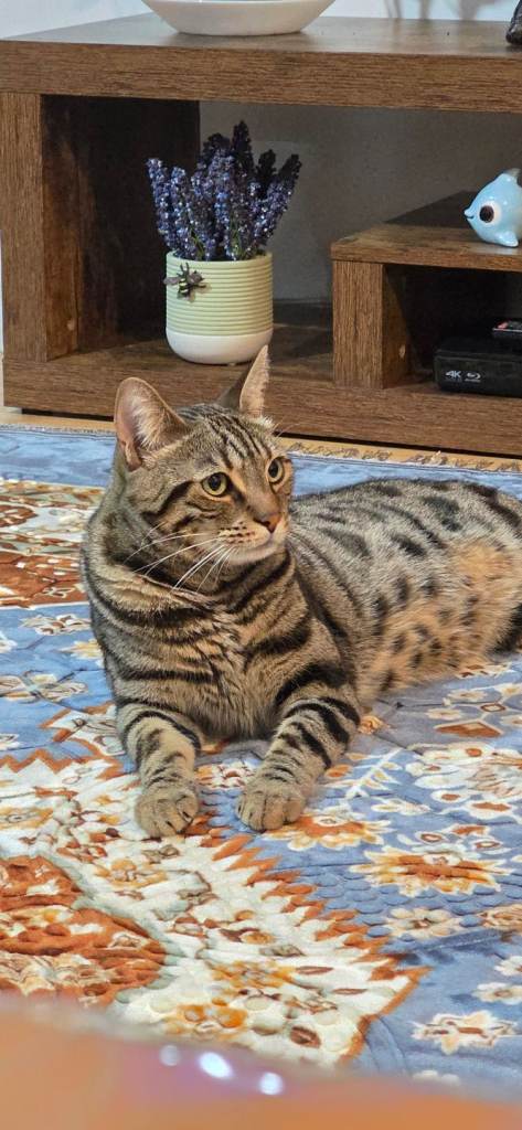 Bengal cat for sale