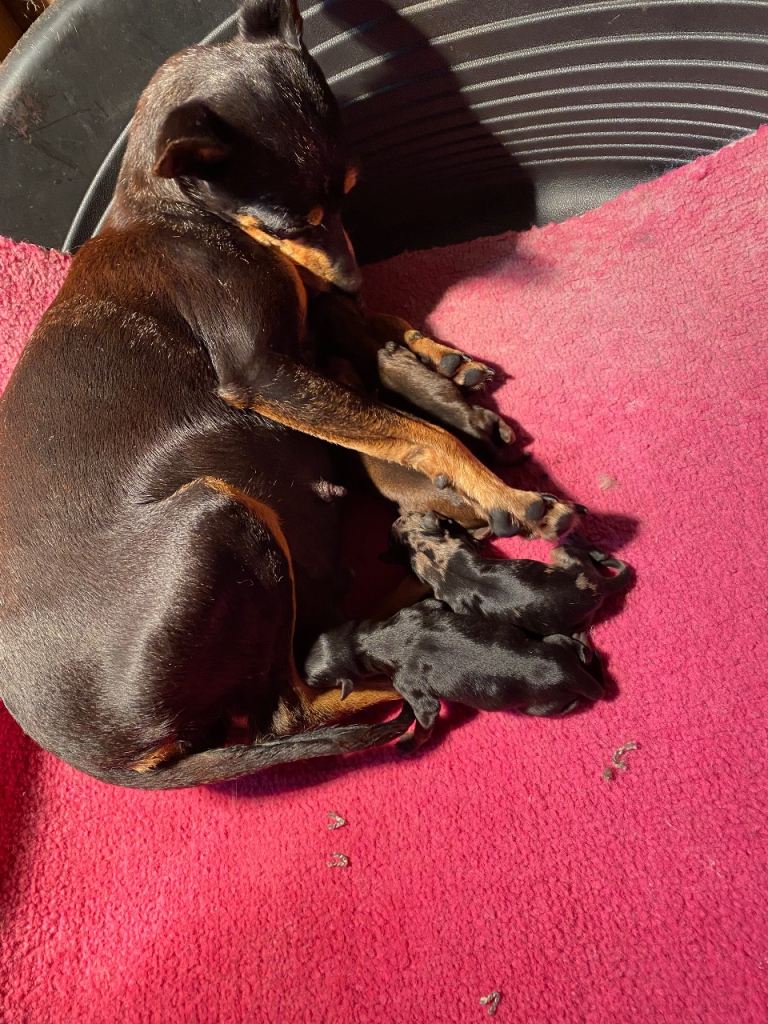 Adorable Rare Miniature Pinscher Puppies Looking for Loving Homes