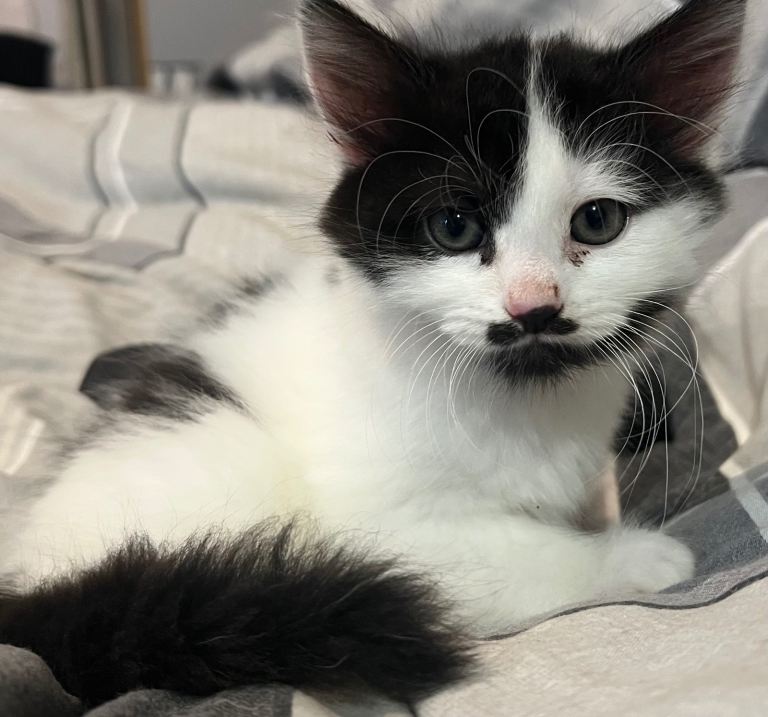 Kittens looking for a forever home 