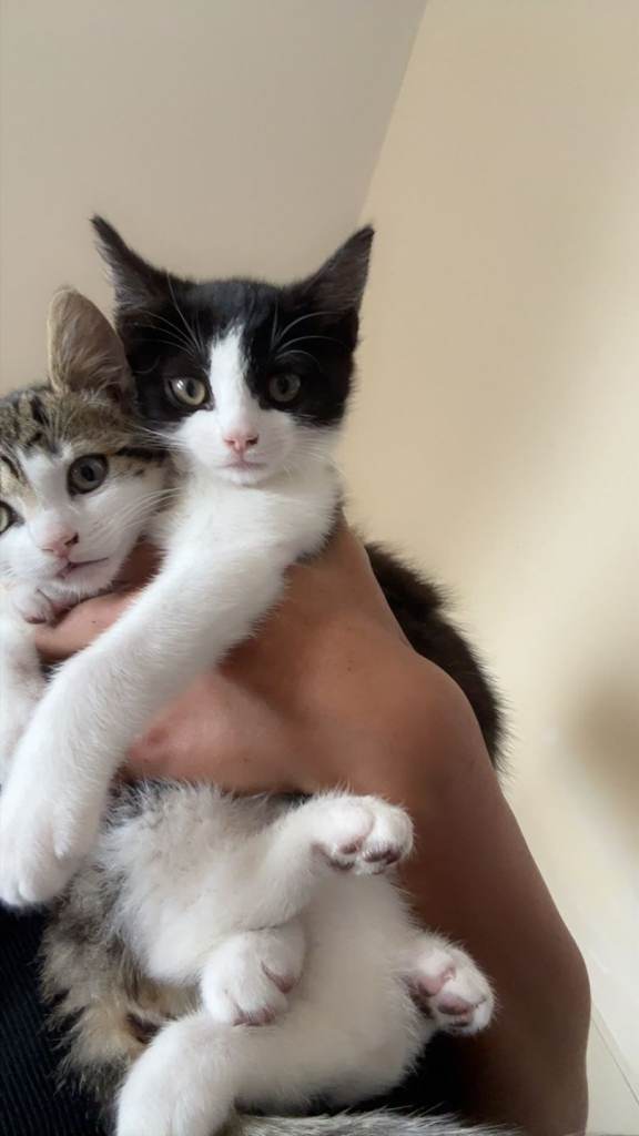 🐾 5 Beautiful Kittens & Cat Ready For Forever Homes 🐾