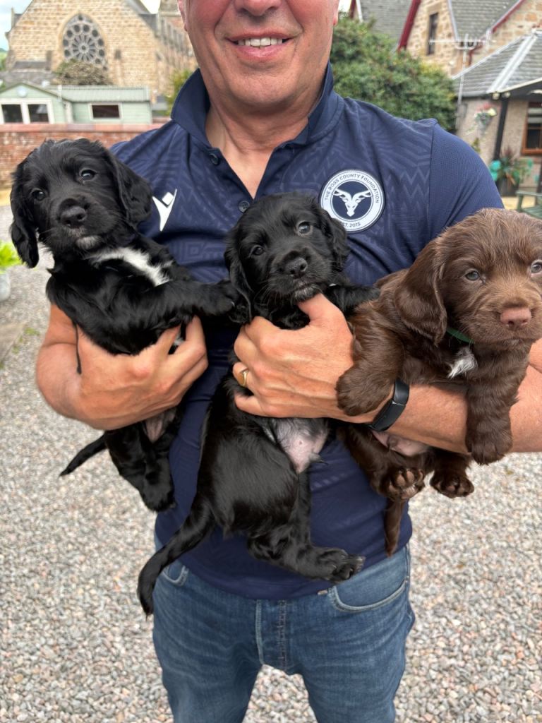 Cocker spaniel puppy