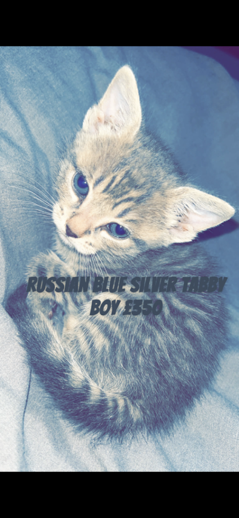 Beautiful kittens for sale