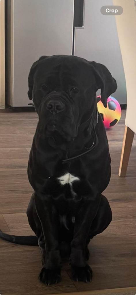 Beautiful black Cane Corso looking for a loving home.