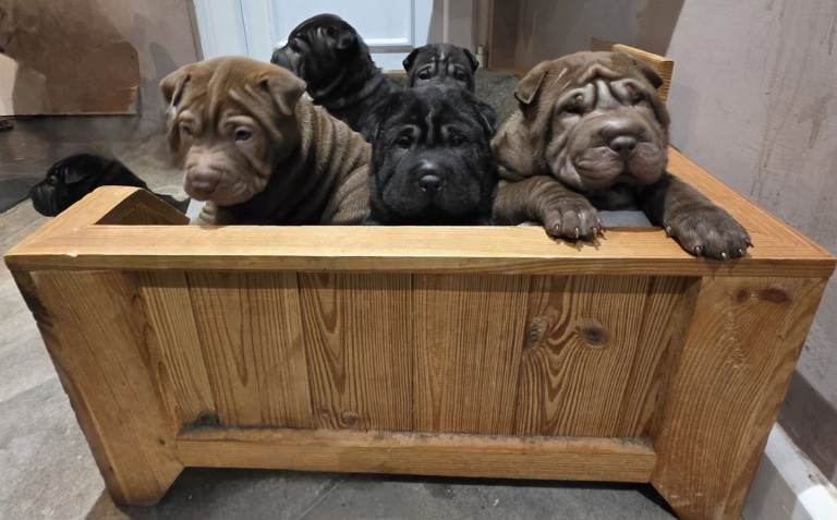 Shar pei puppies