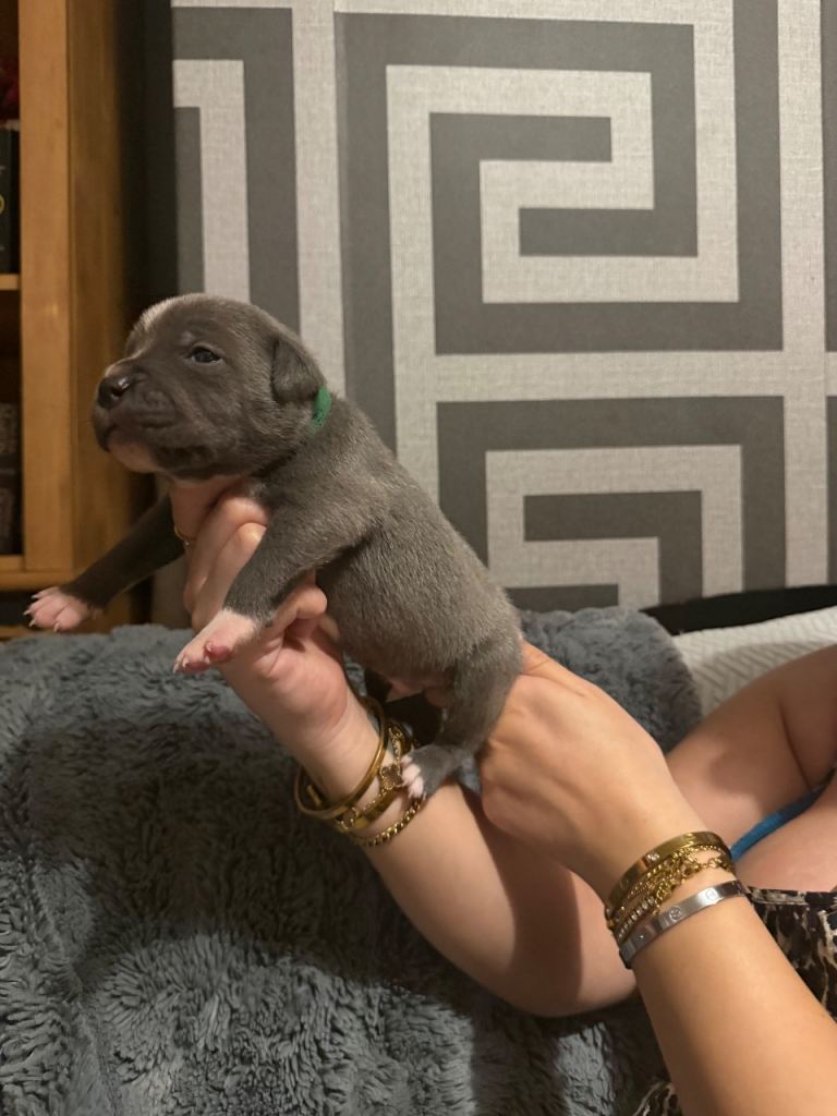 Blue staffy pups