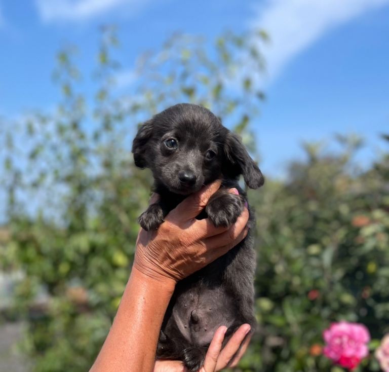 Dachshund x chihuahua.  { CHIWEENIE }