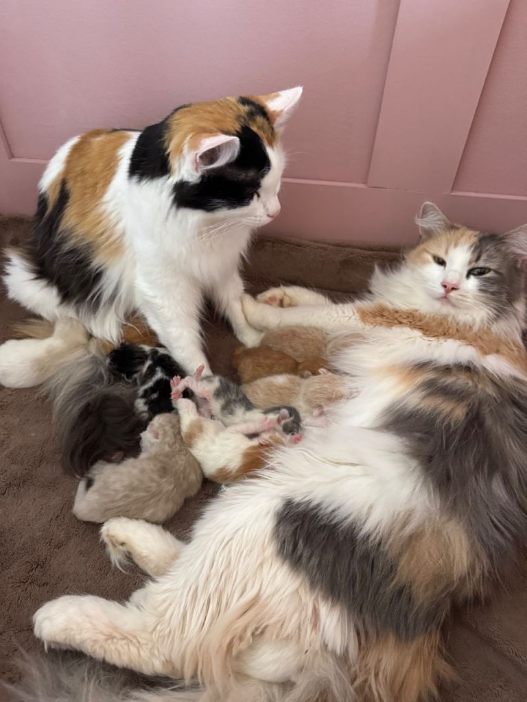 Norwegian Forest Cross Kittens