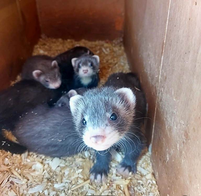 Adorable Ferret Kits for Sale – Ready now 8 weeks old  Soon