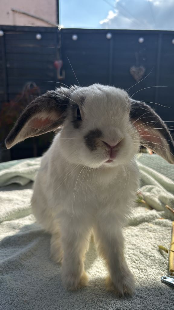 Loving home required  for 2 separate rabbits