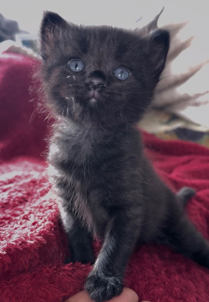Cuddly Kittens for Sale 