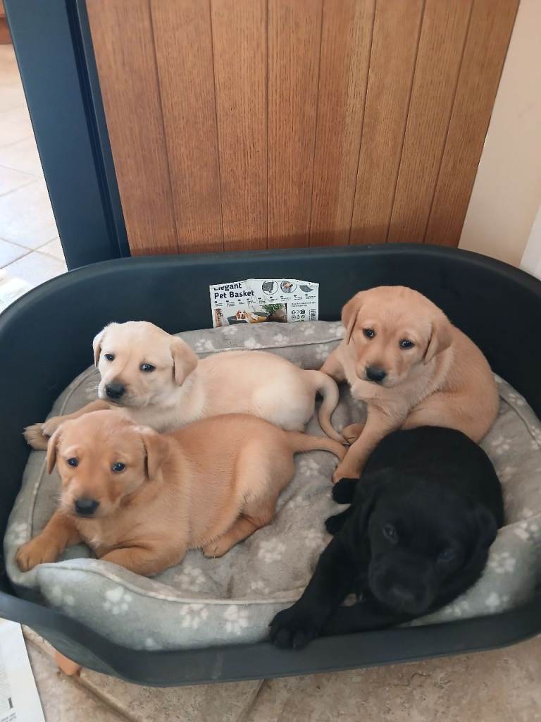 LABRADOR  PUPPIES 