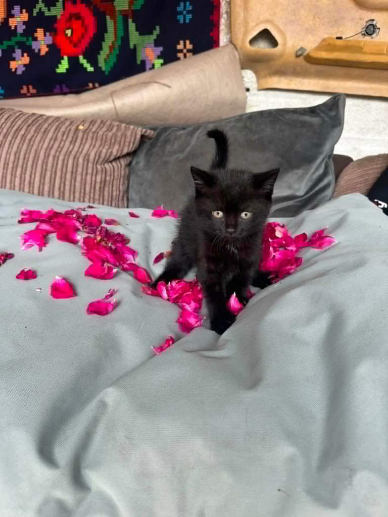 Kittens