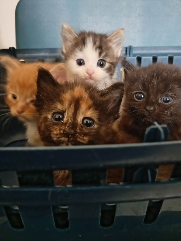 Cute kittens & Mother 