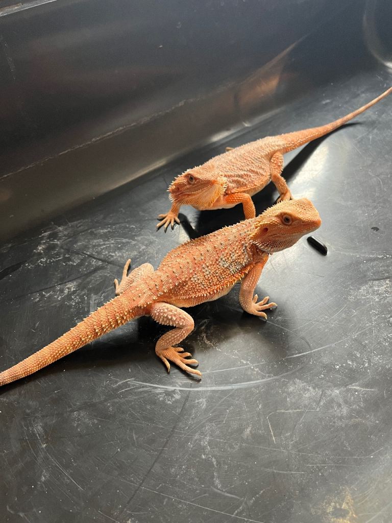 Bearded Dragon babies. Red hypo and orange hypo 