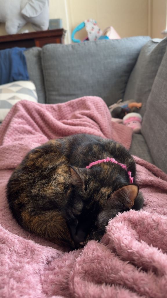Female Tortoiseshell cat