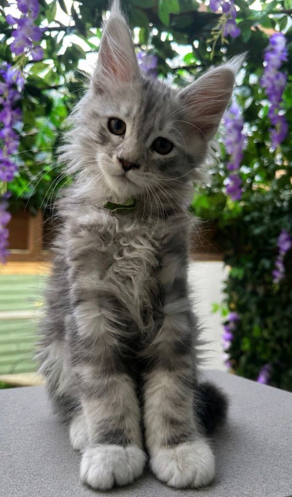 Beautiful tica registered mainecoon kittens 12 weeks old 