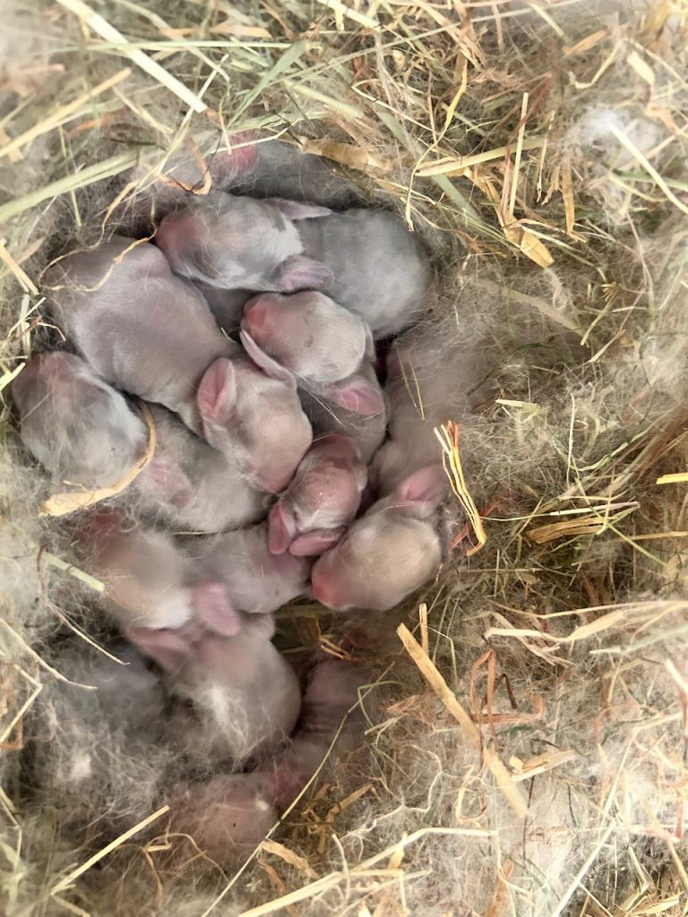 Wait List Now Open - French Lop Babies. 