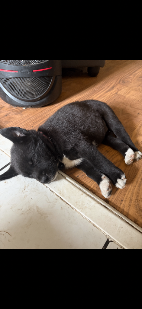 Last of 3 Akita cross Labrador puppies 