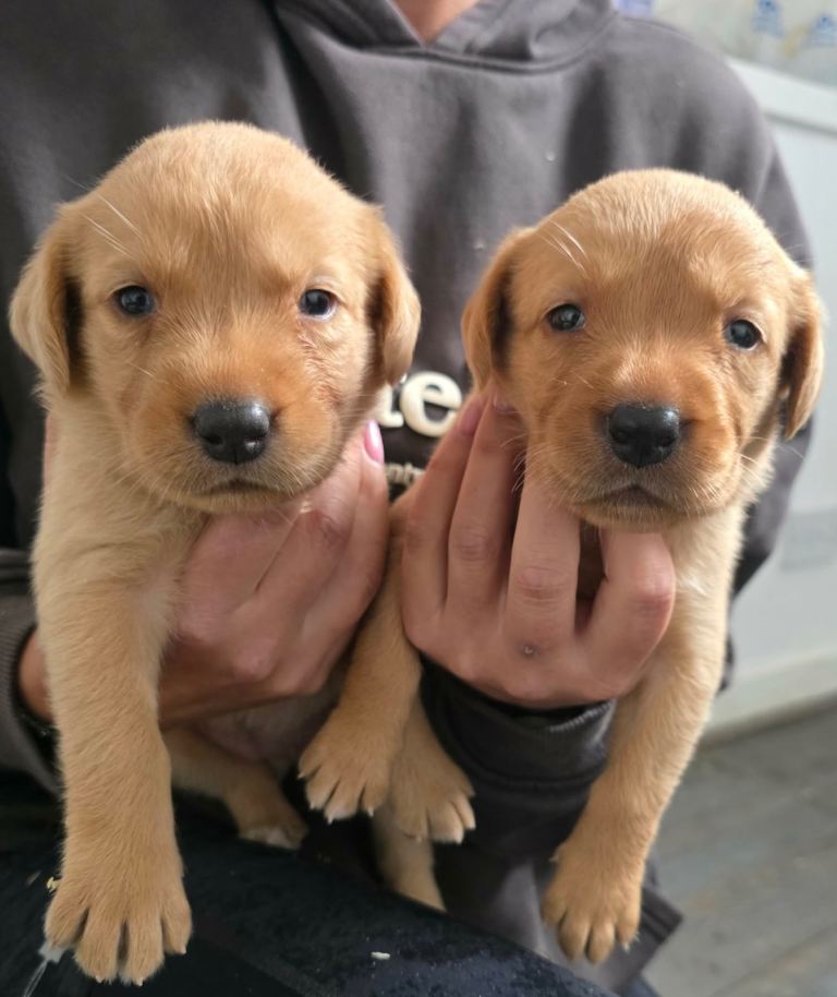 KC Labrador pups 