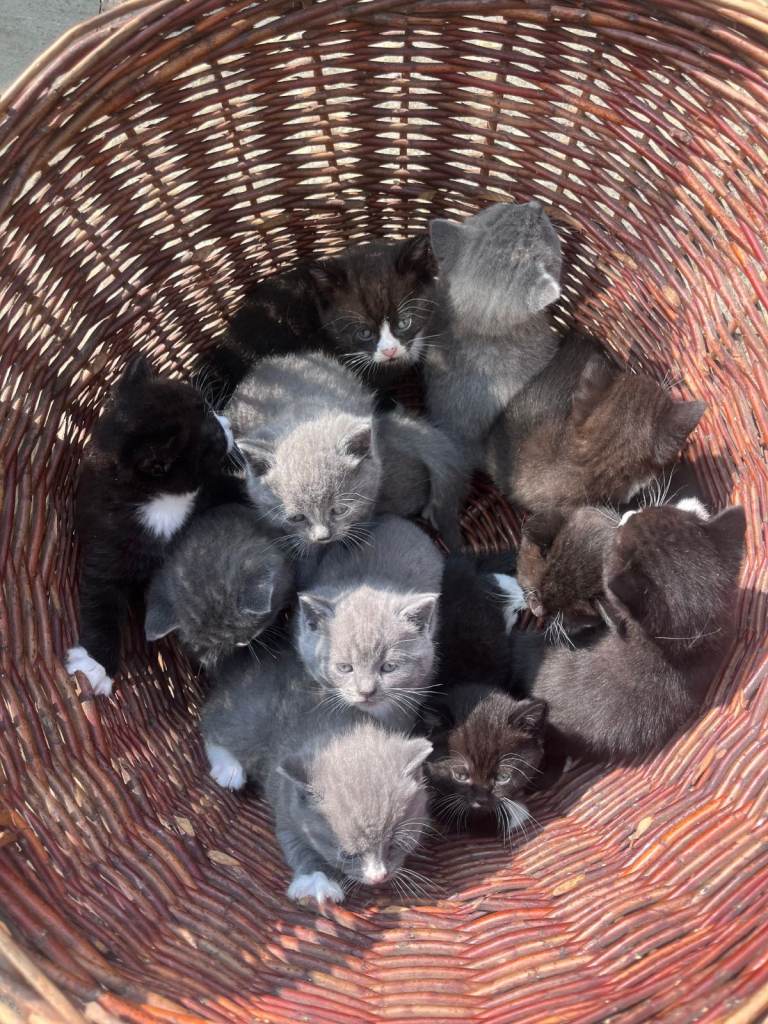 British shorthair cross kittens