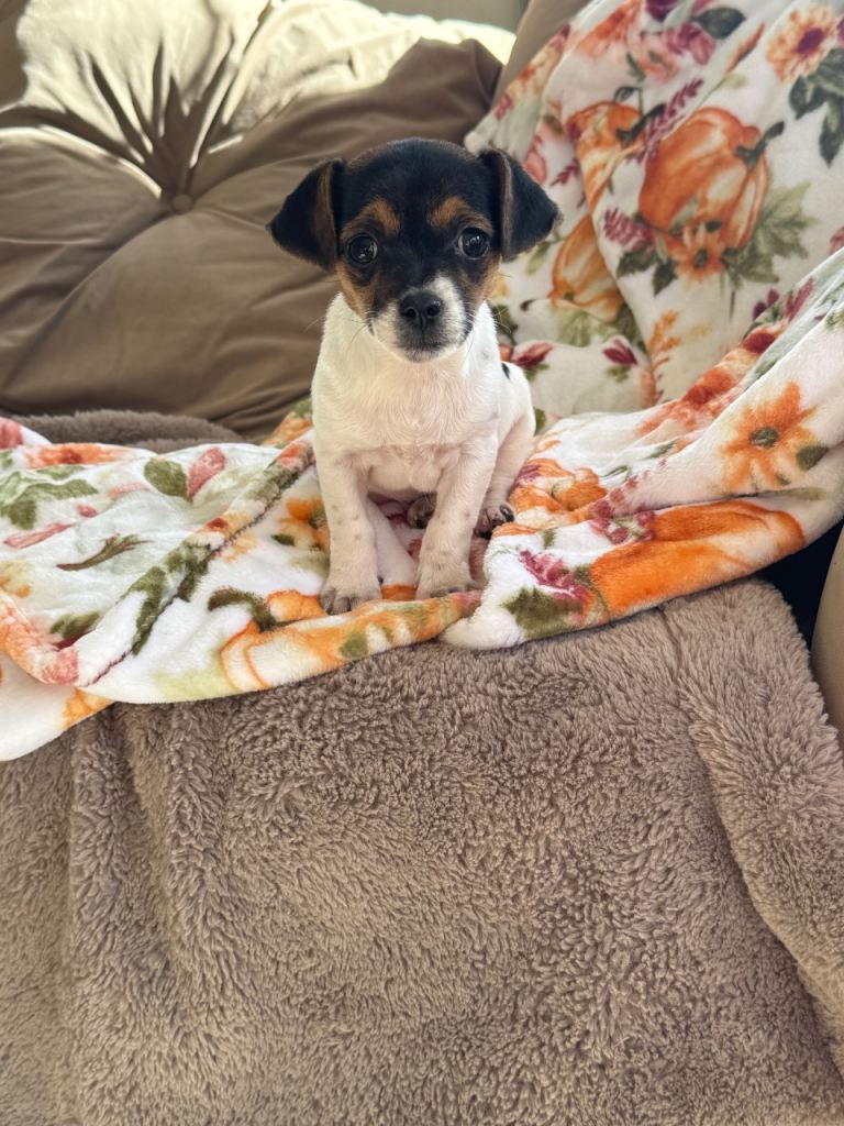 Tea cup size  Jack Russell puppy 