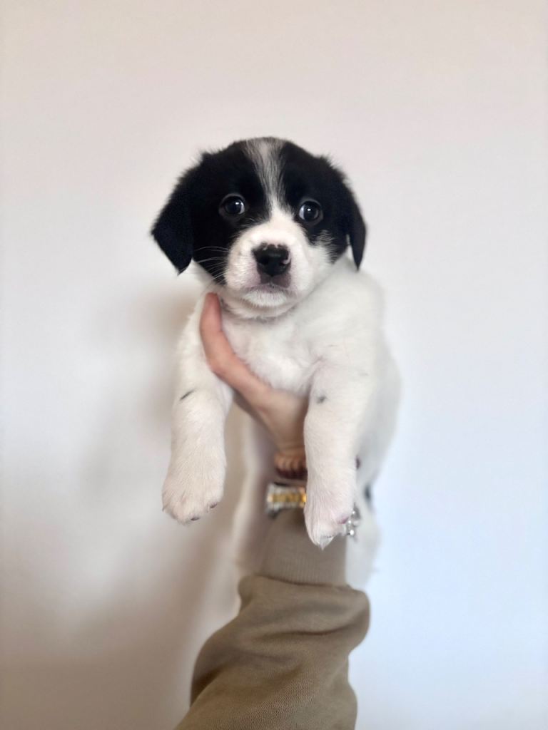 3 x Bichon Maltese mixed puppies 