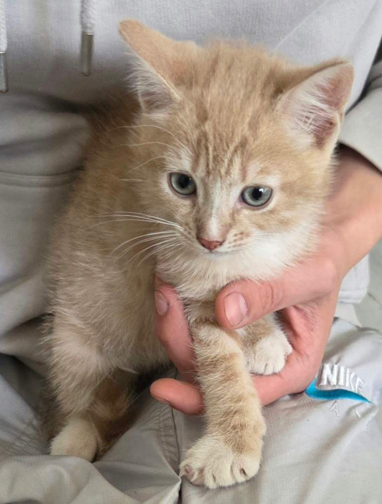​Gorgeous Cream Tabby Boy Looking for a Loving Forever Home