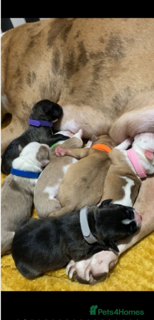 American bully cross American bulldog puppies 