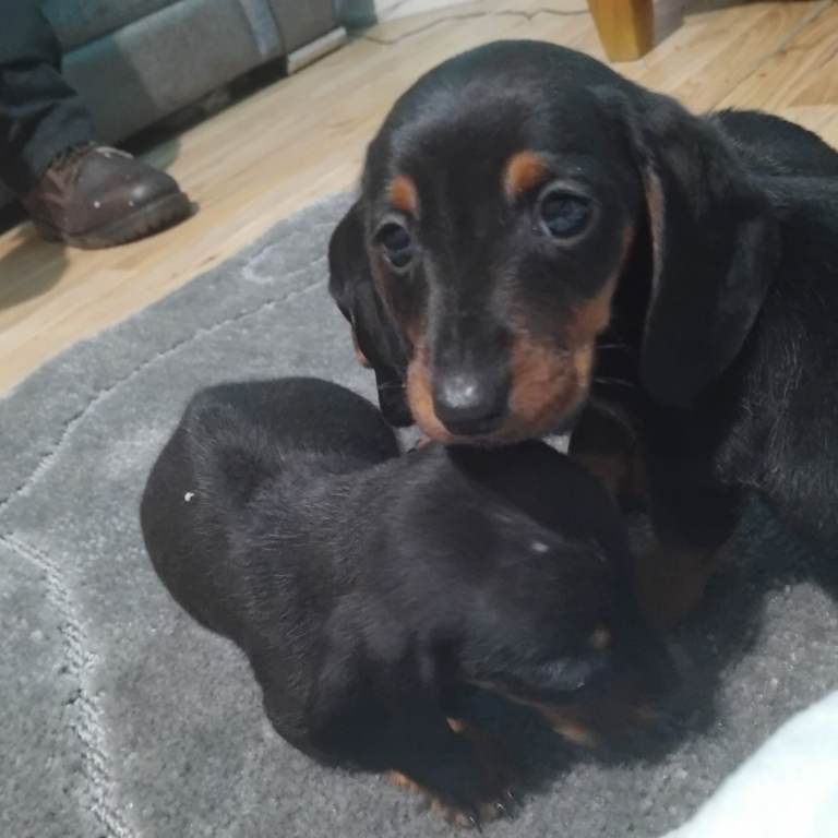 Dachshund puppies 
