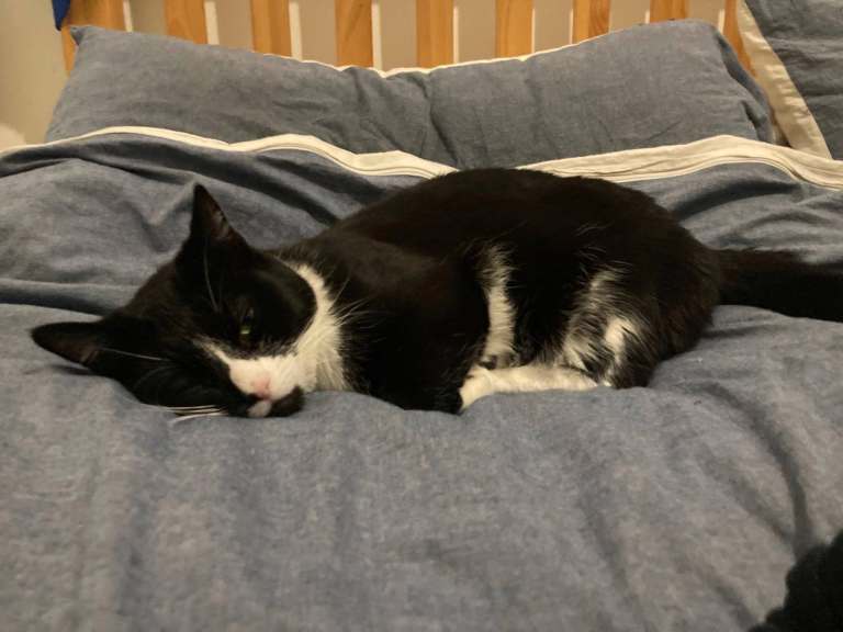 Cat - 6 Years Old