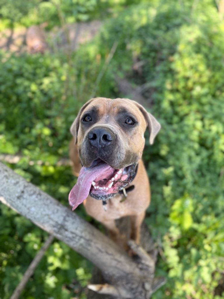1.5 year old cane corso 