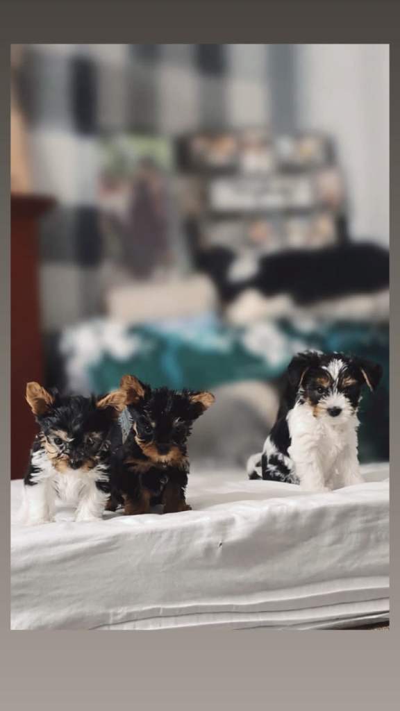Yorkshire terrier/Mini/Parti-colored/Traditional