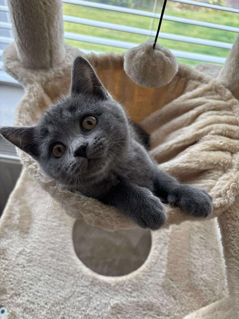 British Shorthair, female.