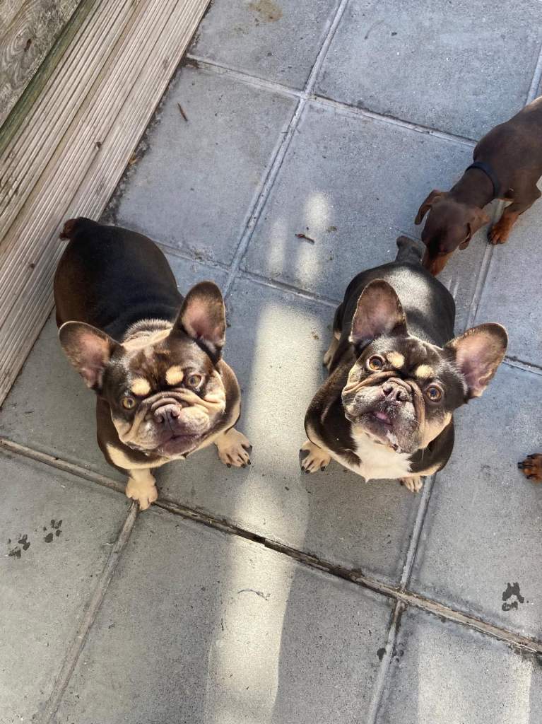 French bulldog 